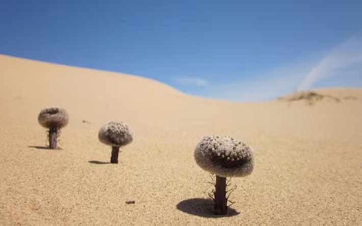 Thoạt nhìn, bạn có thể dễ dàng bỏ qua hoặc thậm chí nhầm lẫn nó với một vật thể kỳ lạ, như một phiến đá nhỏ hay một tảng đất khô cằn, nhưng thực chất đây là loài thực vật kỳ diệu có tên Pholisma sonorae – hay còn được biết đến với cái tên gần gũi hơn: Sandfood.