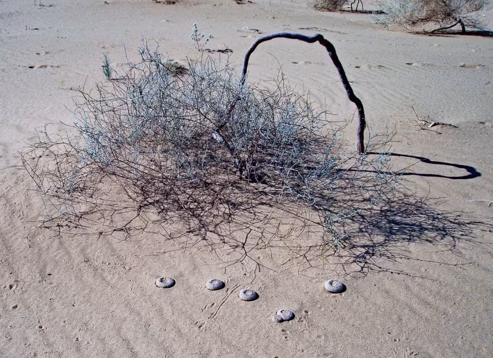 Mặc dù khắc nghiệt, sa mạc cũng có những khoảnh khắc hiếm hoi của sự sống động và nở hoa. Vào mùa nở hoa, thường từ tháng tư đến tháng sáu, Pholisma sonorae sẽ tạo ra những bông hoa nhỏ màu tím nhạt.