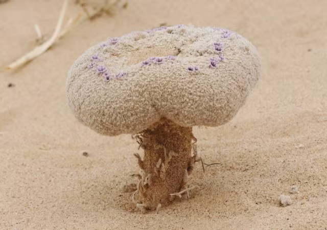 Đây là một loài cây ký sinh đang trên bờ vực tuyệt chủng và có một câu chuyện sinh tồn đầy kỳ lạ và phi thường giữa vùng đất sa mạc khô hạn, trên những cồn cát bỏng rát của Tây Nam Hoa Kỳ, nơi ít sinh vật có thể sinh tồn