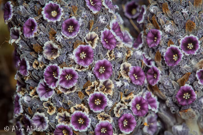 Khả năng hấp thu nước của Pholisma sonorae cũng là một đặc điểm độc đáo. Thay vì lấy nước trực tiếp từ đất qua rễ, nó sử dụng những chiếc lá biến đổi thành vảy trên thân cây, giúp hút nước và đồng thời bảo vệ cây khỏi nhiệt độ khắc nghiệt và ánh sáng Mặt Trời gay gắt của sa mạc.