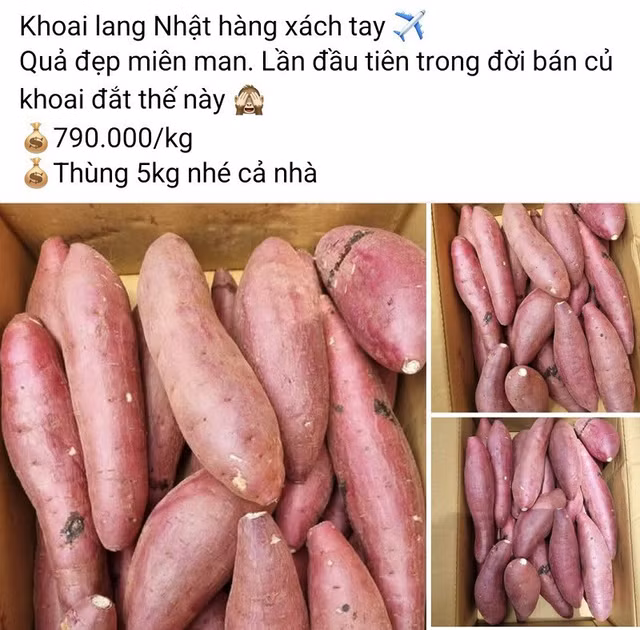 khoai-lang2.jpg