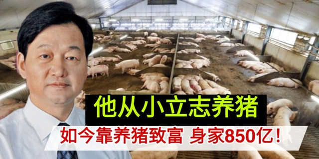 Tần Anh Lâm bỏ công việc ở thành phố để về quê nuôi lợn. Ảnh: Laoban ty-phu2.jpg