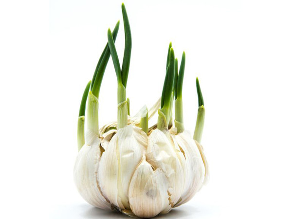 Chuyên gia khuyên 4 loại tỏi ăn nhiều cực hại - Hình 5 Chuyen gia khuyen 4 loai toi an nhieu cuc hai-Hinh-5