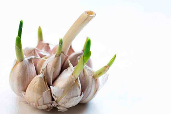 Chuyên gia khuyên 4 loại tỏi ăn nhiều cực hại - Hình 6 Chuyen gia khuyen 4 loai toi an nhieu cuc hai-Hinh-6