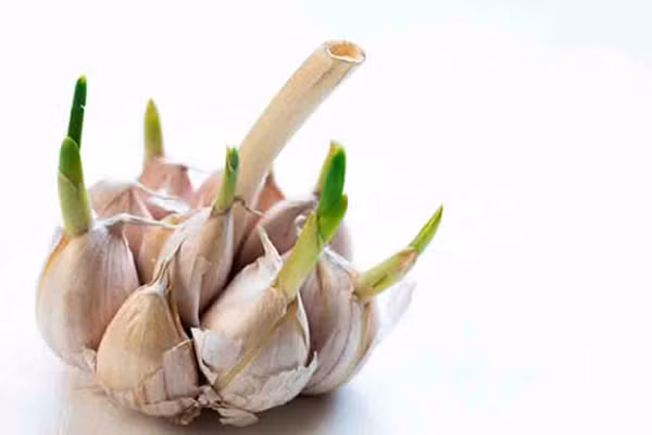 Chuyen gia khuyen 4 loai toi an nhieu cuc hai-Hinh-6