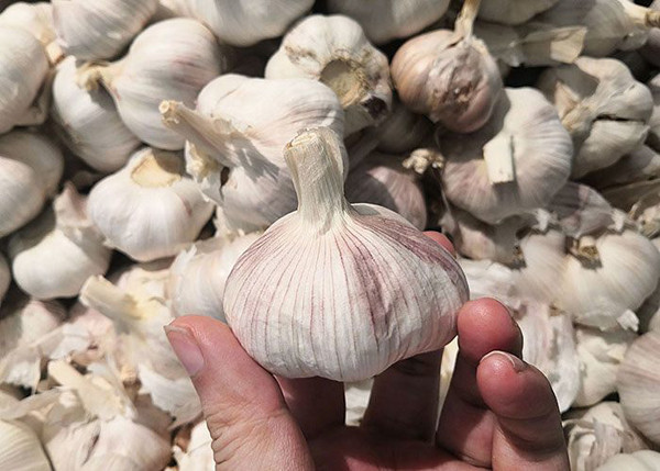 Chuyên gia khuyên 4 loại tỏi ăn nhiều cực hại - Hình 11 Chuyen gia khuyen 4 loai toi an nhieu cuc hai-Hinh-11