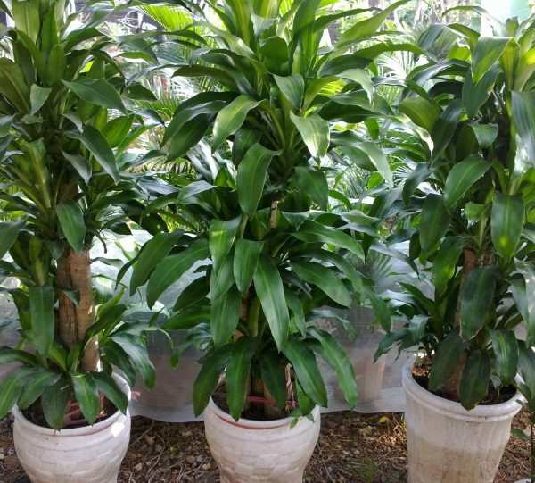 Đây là các loại cây tốt lành nên mua về nhà trong năm mới Day la cac loai cay tot lanh nen mua ve nha trong nam moi