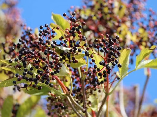 Vien uong bo sung duoc si khuyen tranh vi hieu qua khong cao-Hinh-5