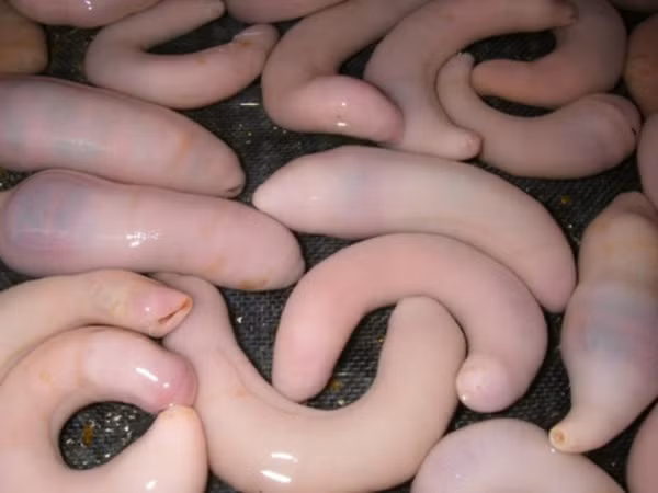 Do mat voi dac san hinh nhay cam, cach an cung gay soc-Hinh-12