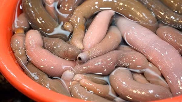 Do mat voi dac san hinh nhay cam, cach an cung gay soc-Hinh-11