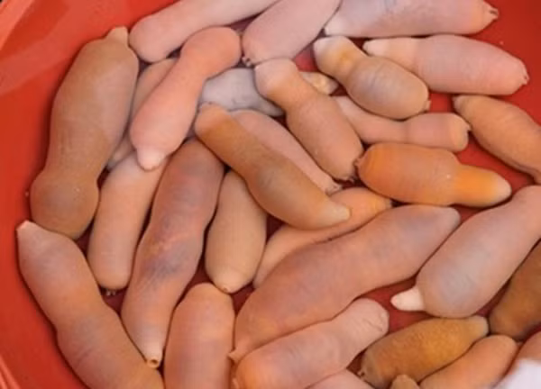 Do mat voi dac san hinh nhay cam, cach an cung gay soc