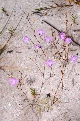 La lung loai cay biet an thit, co ve ngoai dep me hon-Hinh-3