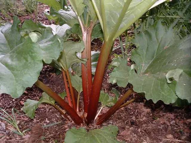 Dieu ky thu ve cay dai hoang, cay thuoc quy chua kich doc