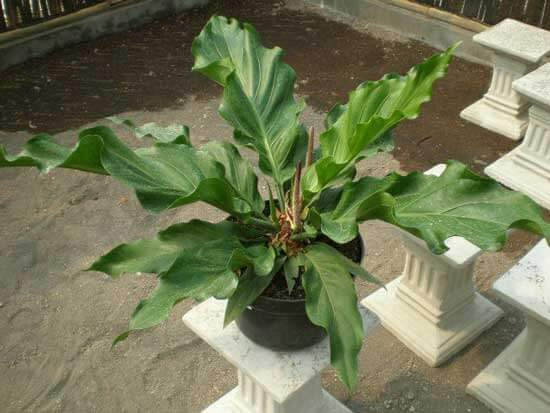 Điều kỳ thú về cây đại hoàng, cây thuốc quý chứa kịch độc - Hình 4 Dieu ky thu ve cay dai hoang, cay thuoc quy chua kich doc-Hinh-4