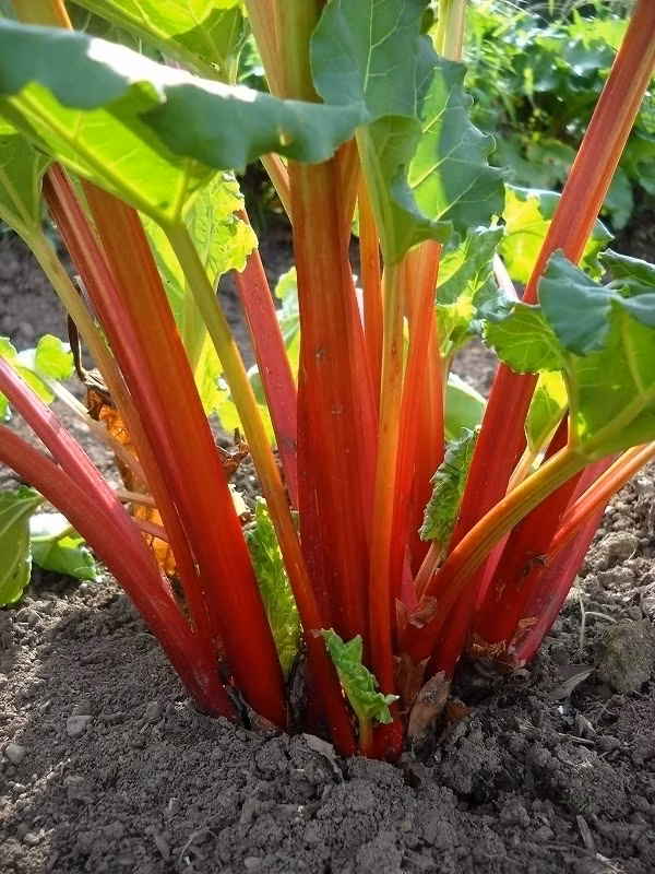 Dieu ky thu ve cay dai hoang, cay thuoc quy chua kich doc-Hinh-6