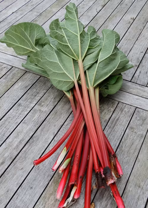 Dieu ky thu ve cay dai hoang, cay thuoc quy chua kich doc-Hinh-3