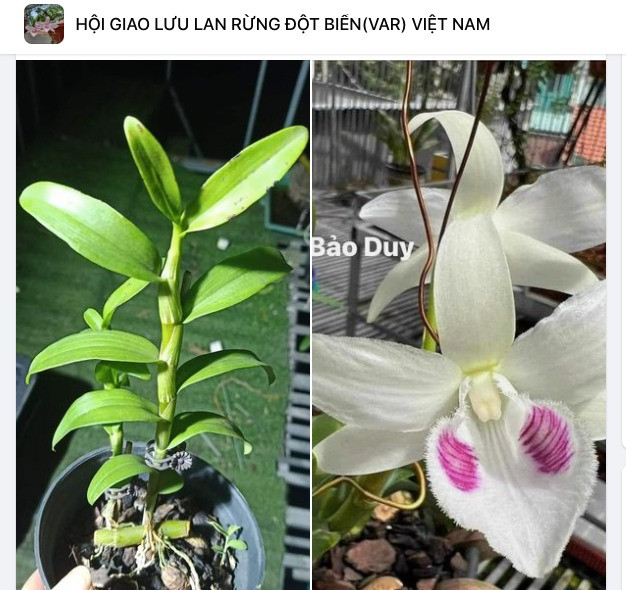 Chiêu trò thổi giá lan đột biến để 'lùa gà' cú chót - Hình 3 Chieu tro thoi gia lan dot bien de 'lua ga' cu chot-Hinh-3