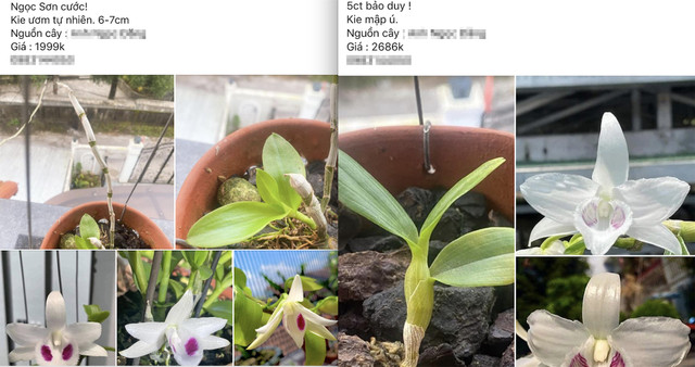 Chiêu trò thổi giá lan đột biến để 'lùa gà' cú chót - Hình 2 Chieu tro thoi gia lan dot bien de 'lua ga' cu chot-Hinh-2