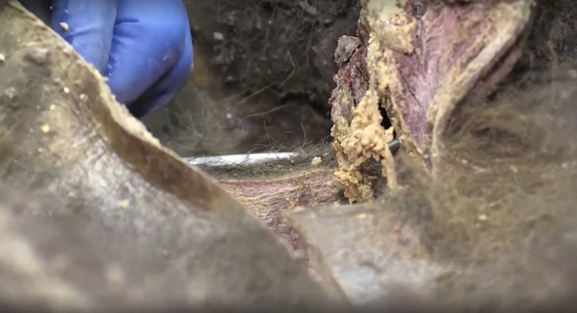 Phat hien khong tuong ve gau dong bang suot 3.500 nam-Hinh-4