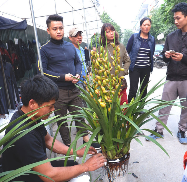 Điều thú vị ở chợ hoa Tết Vạn Phúc những ngày cuối năm - Hình 2 Dieu thu vi o cho hoa Tet Van Phuc nhung ngay cuoi nam-Hinh-2
