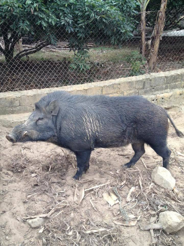 Sợ thực phẩm bẩn, dân thành phố săn sản vật rừng làm quà Tết - Hình 3 So thuc pham ban, dan thanh pho san san vat rung lam qua Tet-Hinh-3