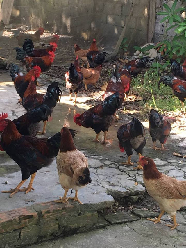 Sợ thực phẩm bẩn, dân thành phố săn sản vật rừng làm quà Tết - Hình 2 So thuc pham ban, dan thanh pho san san vat rung lam qua Tet-Hinh-2