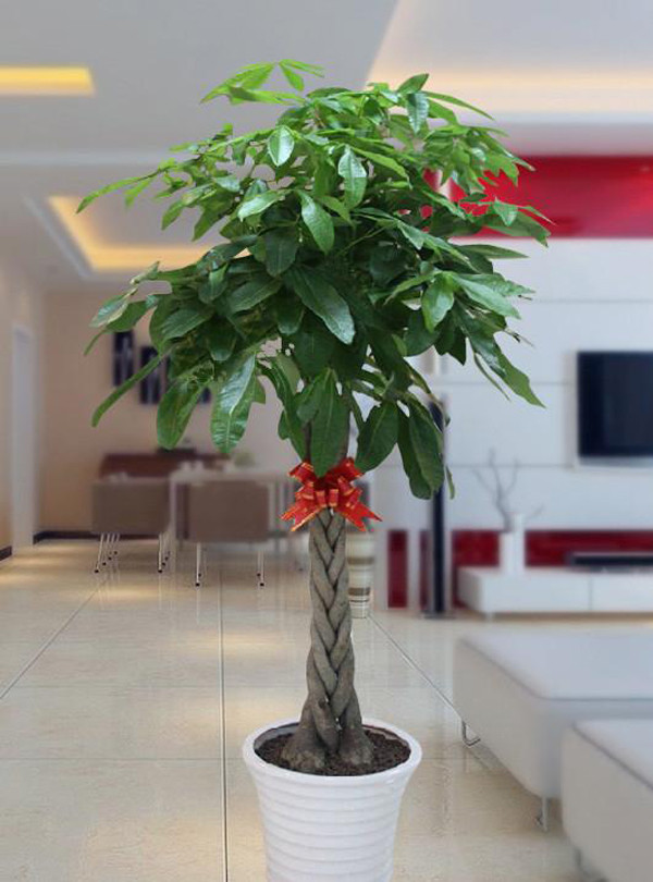 Trồng cây lưu ý loại chậu không nên mua - Hình 4 Trong cay luu y loai chau khong nen mua-Hinh-4