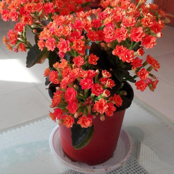 Trồng cây lưu ý loại chậu không nên mua - Hình 6 Trong cay luu y loai chau khong nen mua-Hinh-6