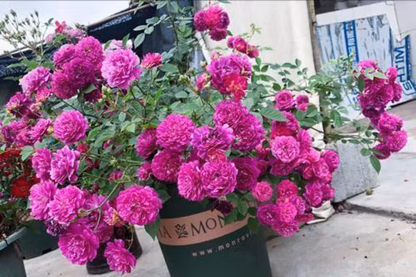 Trong cay luu y loai chau khong nen mua-Hinh-11