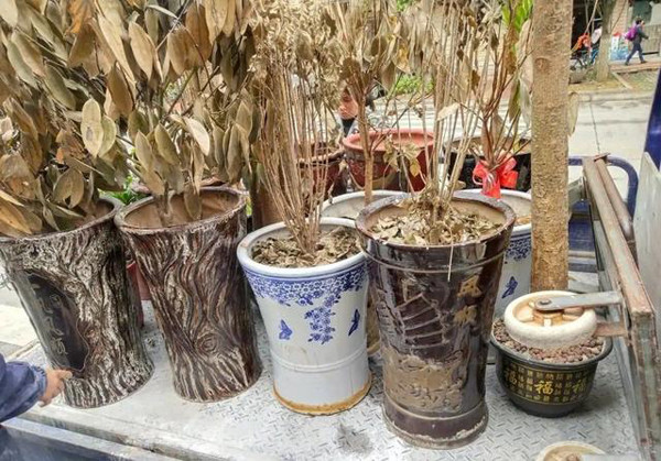 Trồng cây lưu ý loại chậu không nên mua - Hình 5 Trong cay luu y loai chau khong nen mua-Hinh-5