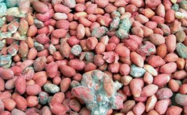 Hai vợ chồng mắc bệnh gan do ăn đậu phộng mốc - Hình 6 Hai vo chong mac benh gan do an dau phong moc-Hinh-6