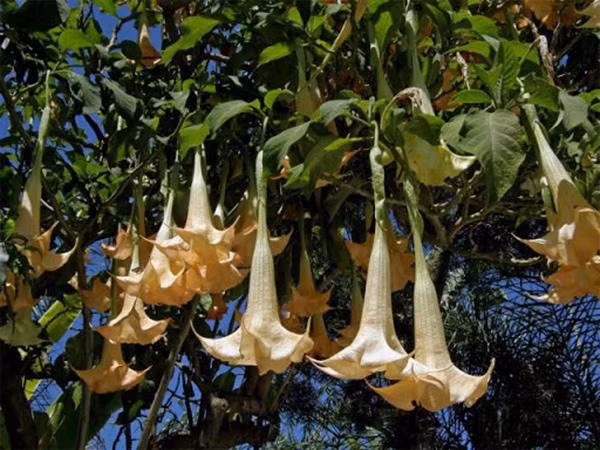 4 loai hoa cuc gay hai suc khoe, tranh trong trong nha-Hinh-2