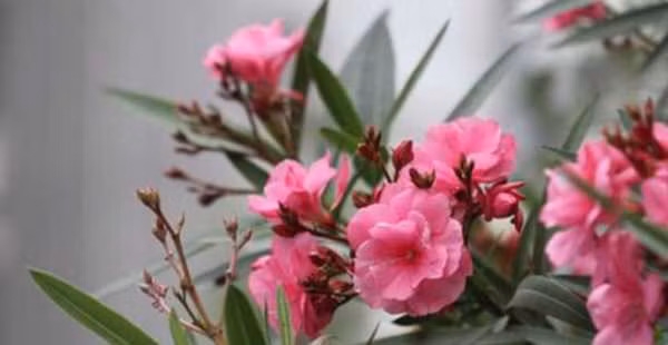 4 loai hoa cuc gay hai suc khoe, tranh trong trong nha-Hinh-3