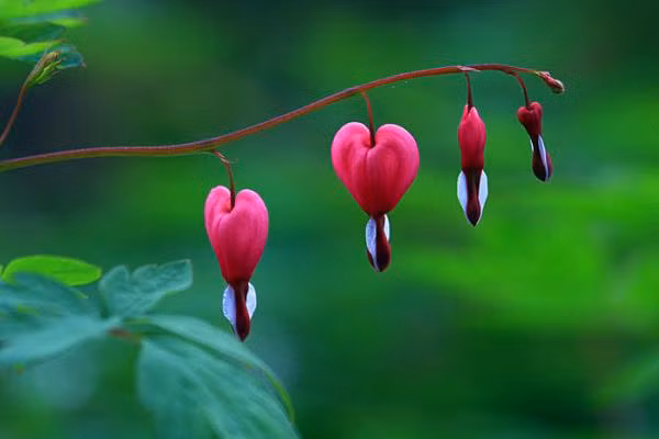 4 loai hoa cuc gay hai suc khoe, tranh trong trong nha-Hinh-6