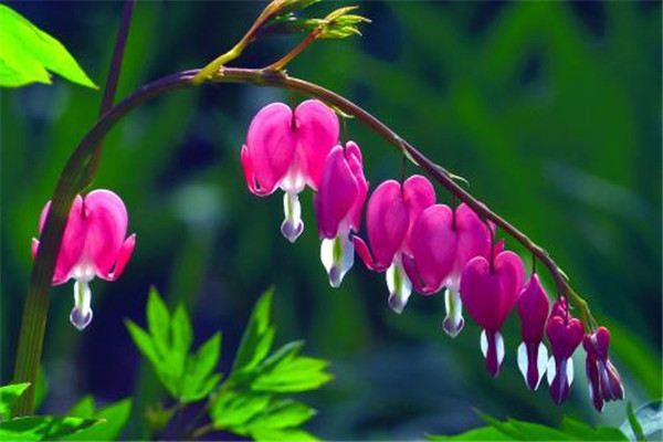 4 loại hoa cực gây hại sức khỏe, tránh trồng trong nhà - Hình 7 4 loai hoa cuc gay hai suc khoe, tranh trong trong nha-Hinh-7