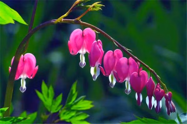 4 loai hoa cuc gay hai suc khoe, tranh trong trong nha-Hinh-7