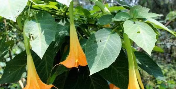 4 loai hoa cuc gay hai suc khoe, tranh trong trong nha