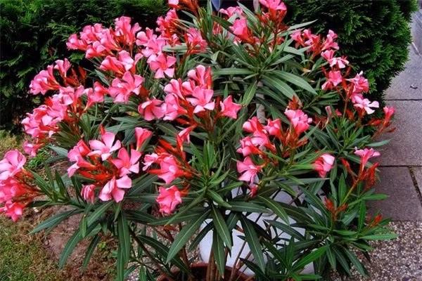 4 loai hoa cuc gay hai suc khoe, tranh trong trong nha-Hinh-4