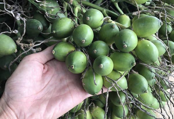 Lưu ý những loại 4 trái cây dễ “nuôi” tế bào ung thư - Hình 2 Luu y nhung loai 4 trai cay de “nuoi” te bao ung thu-Hinh-2