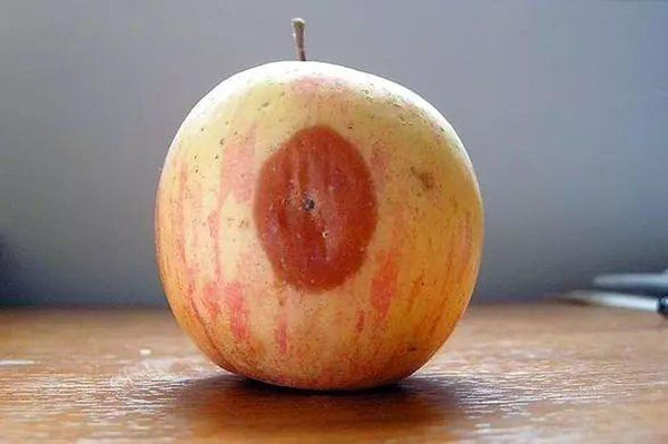 Lưu ý những loại 4 trái cây dễ “nuôi” tế bào ung thư - Hình 4 Luu y nhung loai 4 trai cay de “nuoi” te bao ung thu-Hinh-4