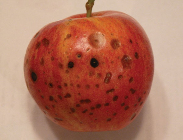 Lưu ý những loại 4 trái cây dễ “nuôi” tế bào ung thư - Hình 5 Luu y nhung loai 4 trai cay de “nuoi” te bao ung thu-Hinh-5