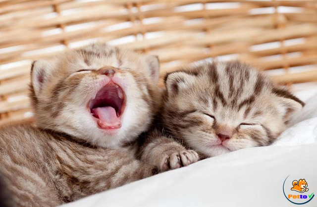 Tử vi ngày 17/3/2021 cho 12 con giáp: Ngọ chia tay, Sửu may mắn - Hình 4 Tu vi ngay 17/3/2021 cho 12 con giap: Ngo chia tay, Suu may man-Hinh-4