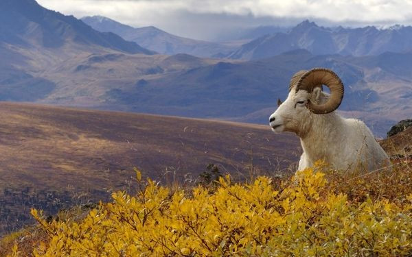 Tử vi ngày 17/3/2021 cho 12 con giáp: Ngọ chia tay, Sửu may mắn - Hình 8 Tu vi ngay 17/3/2021 cho 12 con giap: Ngo chia tay, Suu may man-Hinh-8