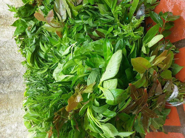 Những điều cần lưu ý khi ăn rau rừng không phải ai cũng biết - Hình 5 Nhung dieu can luu y khi an rau rung khong phai ai cung biet-Hinh-5