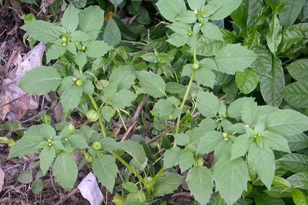 Nhung dieu can luu y khi an rau rung khong phai ai cung biet-Hinh-8