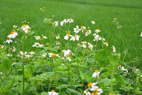 Những điều cần lưu ý khi ăn rau rừng không phải ai cũng biết - Hình 9 Nhung dieu can luu y khi an rau rung khong phai ai cung biet-Hinh-9