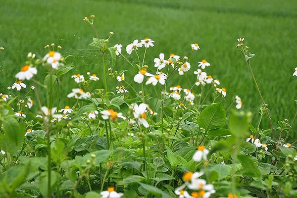 Nhung dieu can luu y khi an rau rung khong phai ai cung biet-Hinh-9