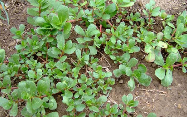 Những điều cần lưu ý khi ăn rau rừng không phải ai cũng biết - Hình 6 Nhung dieu can luu y khi an rau rung khong phai ai cung biet-Hinh-6