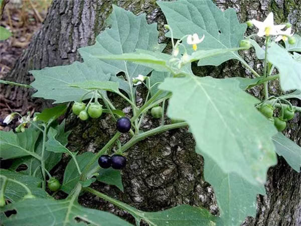 Nhung dieu can luu y khi an rau rung khong phai ai cung biet-Hinh-7