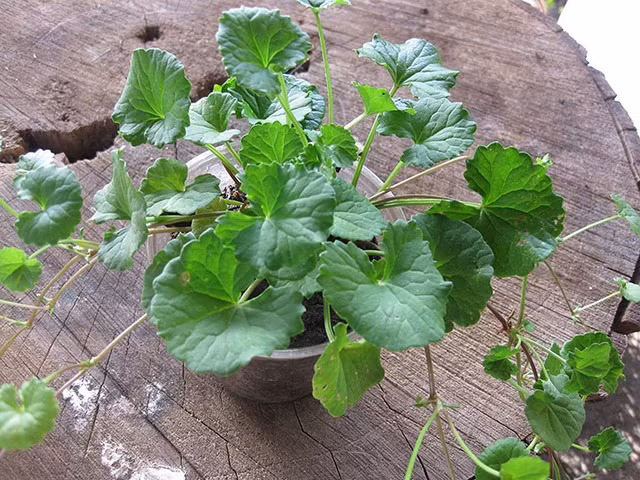 Dau hieu va cach chua bang phuong phap dan gian cuc don gian benh cam nang-Hinh-6